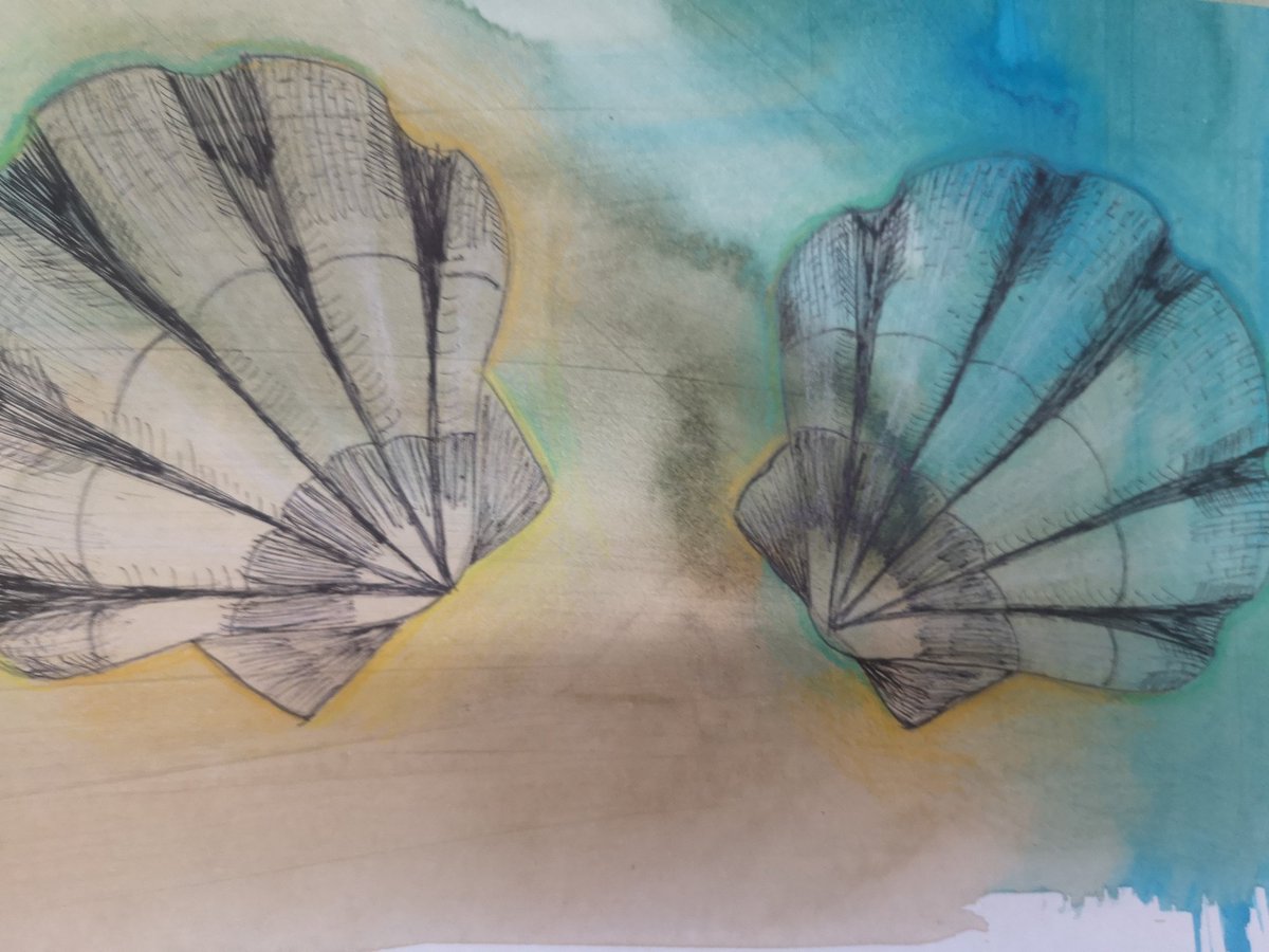 BGSart_society's tweet photo. Year 7 drawings looking at shells. Here we were investigating observation, mark making and tones using fineliner and white pencil. Some really lovely outcomes even more up on display in the art rooms! Well done year 7! This week - COLOUR! #art #shelldrawings #formalelements https://t.co/WwIFzqoKG9