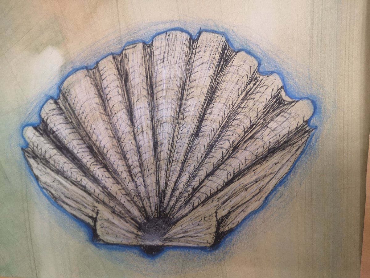 BGSart_society's tweet photo. Year 7 drawings looking at shells. Here we were investigating observation, mark making and tones using fineliner and white pencil. Some really lovely outcomes even more up on display in the art rooms! Well done year 7! This week - COLOUR! #art #shelldrawings #formalelements https://t.co/WwIFzqoKG9