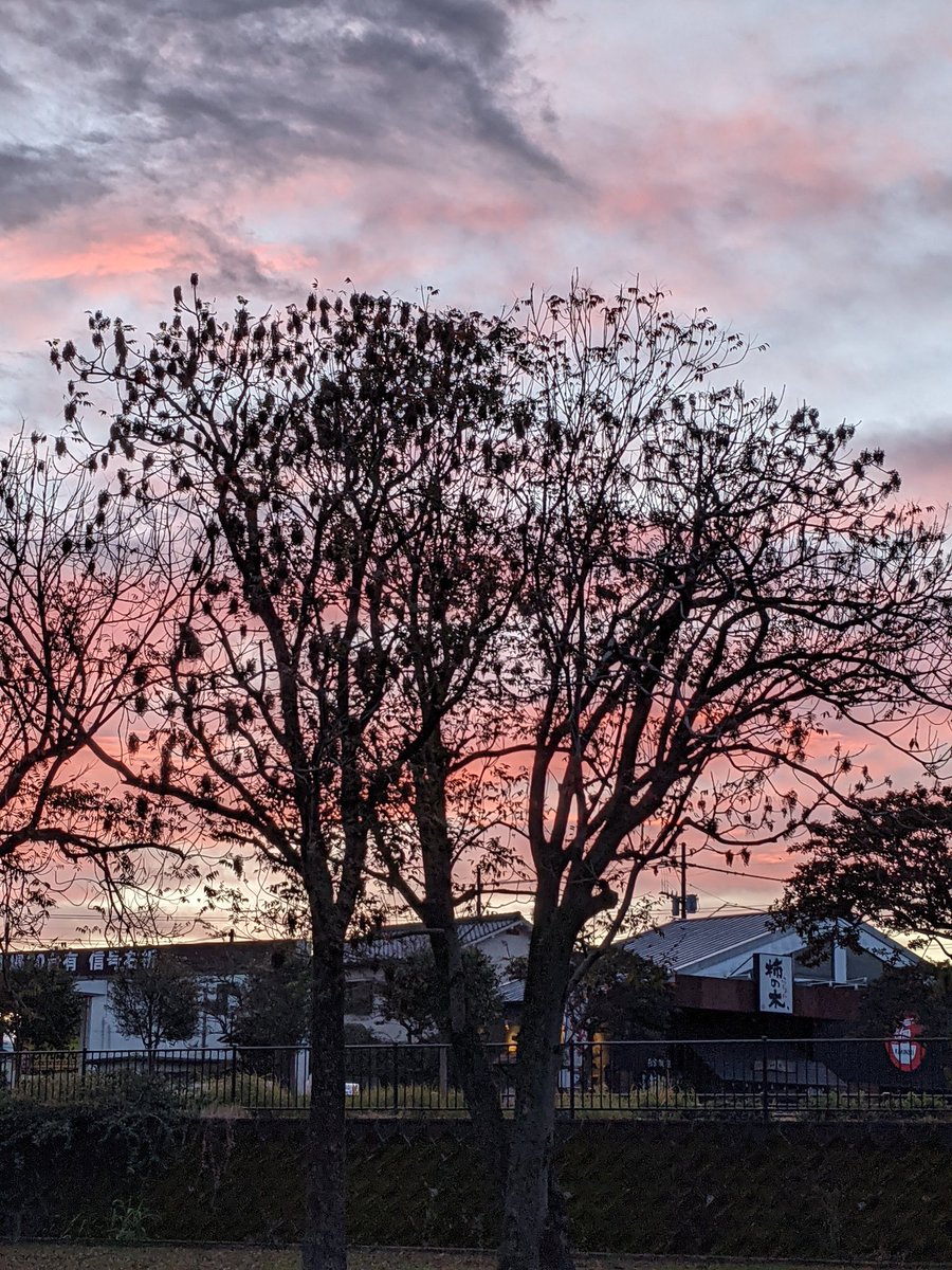 ピンクとグレー 感想 考察 最新情報まとめ みんなの評価 レビューが見れる ナウティスモーション