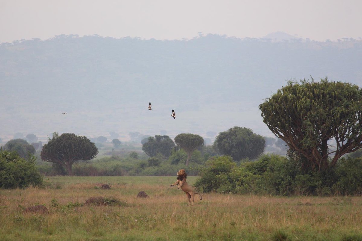 ashprig's tweet photo. Uganda’s biodiversity in pictures.

📸 @ashprig 

#VisitUganda #ClimateAction #COP26 https://t.co/lqIdV0K8D0