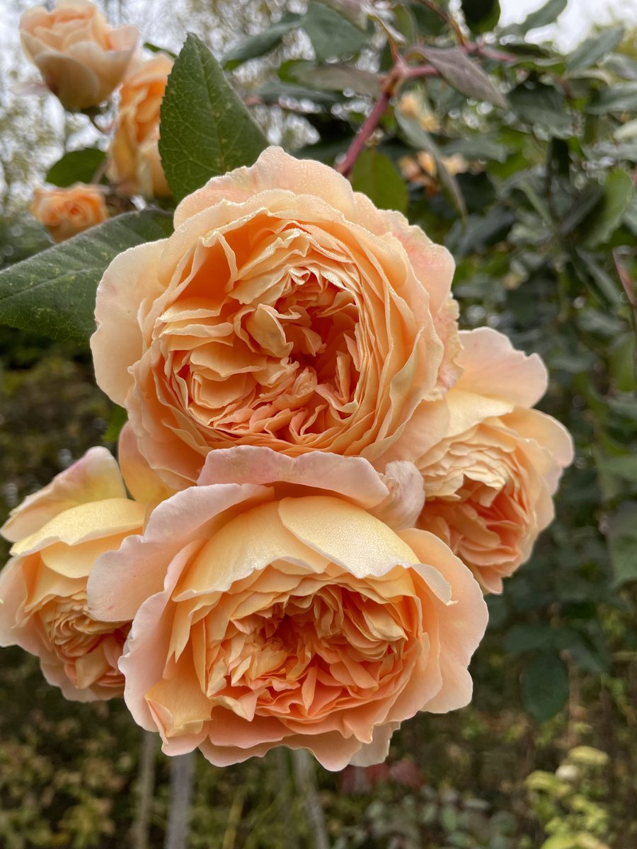 Monty Don tweet media