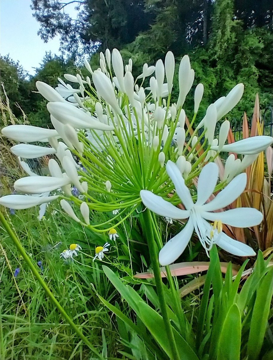 Good morning dear friends wishing you a wonderful day 🌿🌷🌼