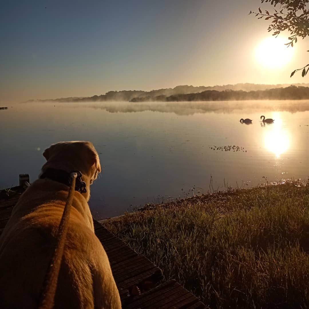 Vivi_bqt8's tweet photo. Bonne semaine 🥰
#mimizan #cotelac #BaladeSympa #automne #doglovers https://t.co/Sikez5IGLR