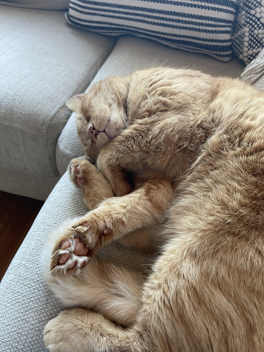 Essi Aurora tweet media