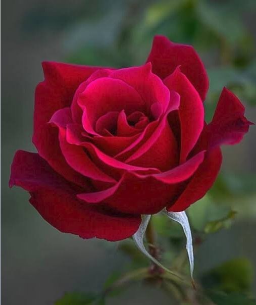 ninscrystal's tweet photo. "Whatever life plants you, 
               bloom with grace." 

   ❤🌹  #beauty #Nature 🌹❤ https://t.co/arO6sH1n4E