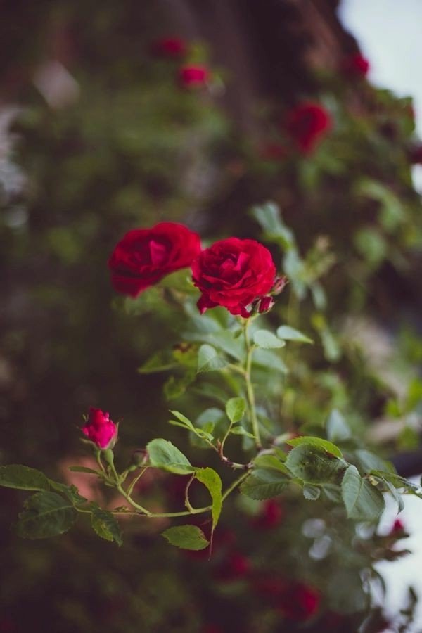 ninscrystal's tweet photo. "Whatever life plants you, 
               bloom with grace." 

   ❤🌹  #beauty #Nature 🌹❤ https://t.co/arO6sH1n4E