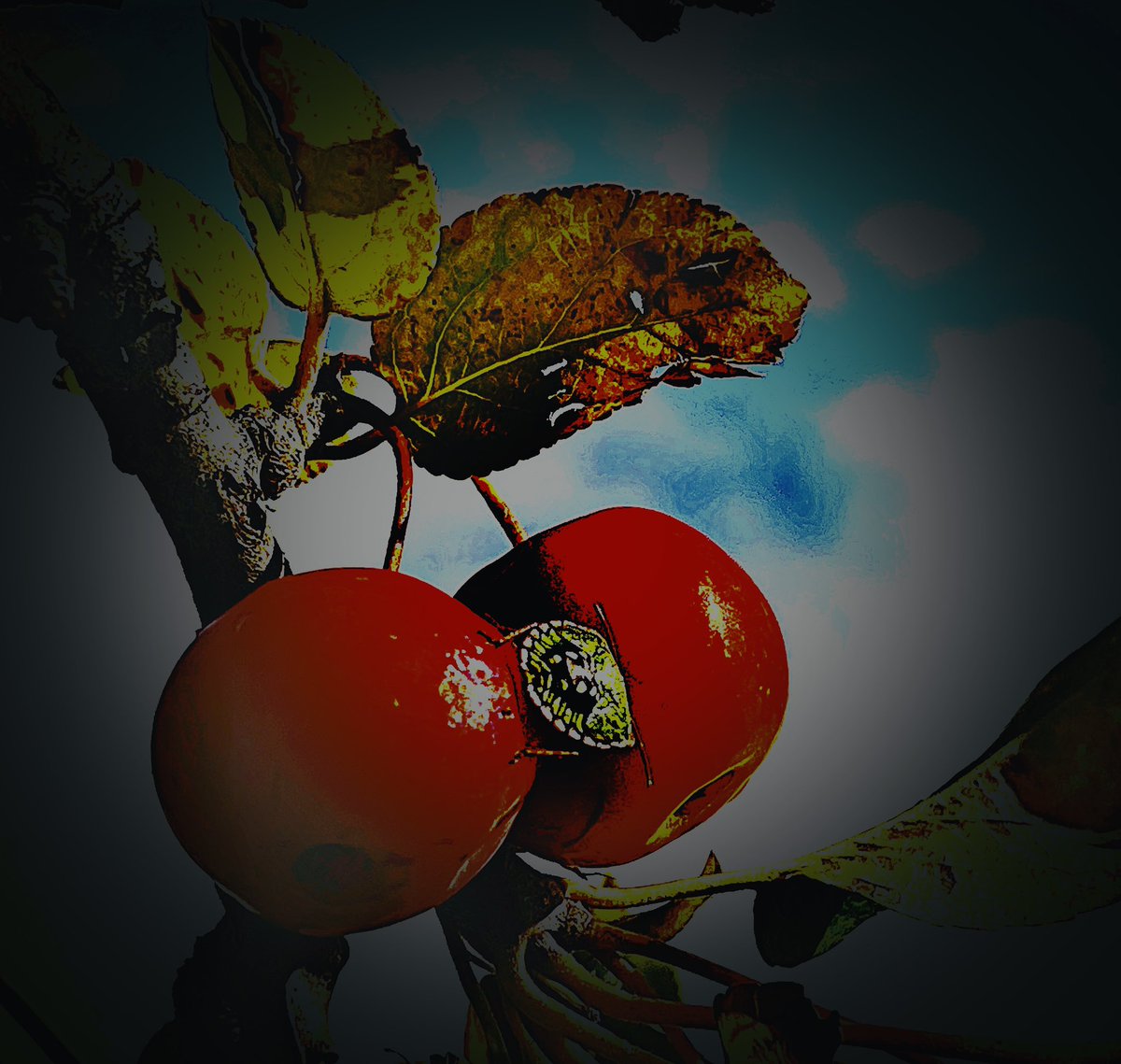 RonkaPhotograp1's tweet photo. @ThePhotoHour Prompt: Red Photos by #ThePhotoHour #StormHour 

More than any other colour, red is loaded for action - Robert Genn 

#mondaythoughts #MotivationMonday #inspiration #PositiveVibes #NOVEMBER #fall #Autumn #nature #NaturePhotography https://t.co/zIZEBPZFV8