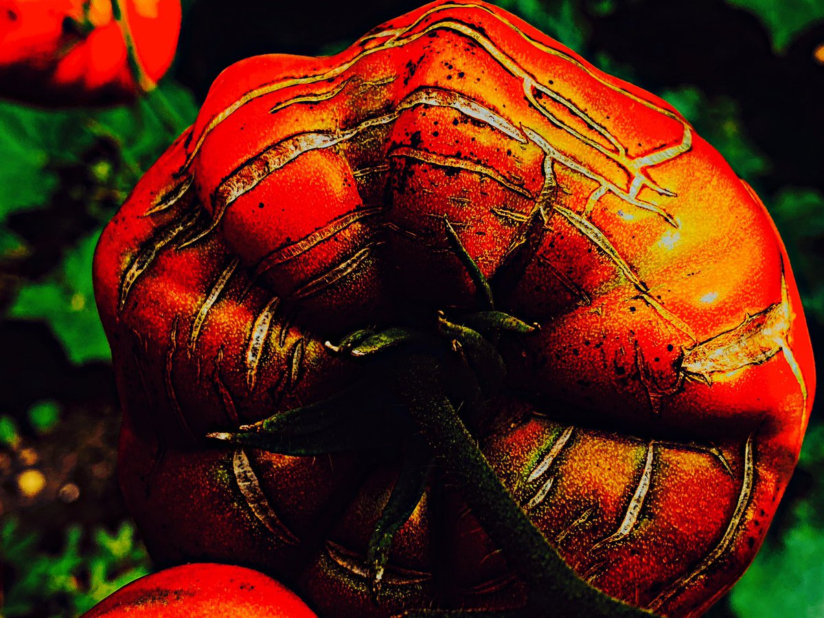 RonkaPhotograp1's tweet photo. @ThePhotoHour Prompt: Red Photos by #ThePhotoHour #StormHour 

More than any other colour, red is loaded for action - Robert Genn 

#mondaythoughts #MotivationMonday #inspiration #PositiveVibes #NOVEMBER #fall #Autumn #nature #NaturePhotography https://t.co/zIZEBPZFV8