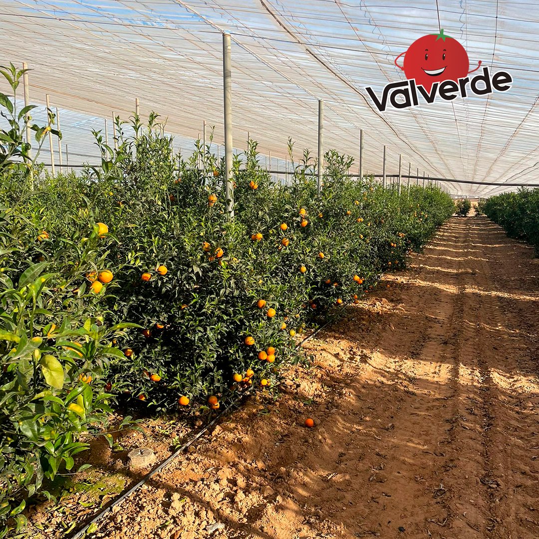 frutasvalverde's tweet photo. Este fin de semana se han recogido las deliciosas mandarinas #Oronules de nuestro proveedor de #Murcia para que hoy ya las puedes disfrutar 😉👏
👉 Encuéntralas a un súper precio en nuestra tiendas tradicionales #FrutasValverde y supermercados #DEZACalidad 👌 https://t.co/2AEh7HKLlu