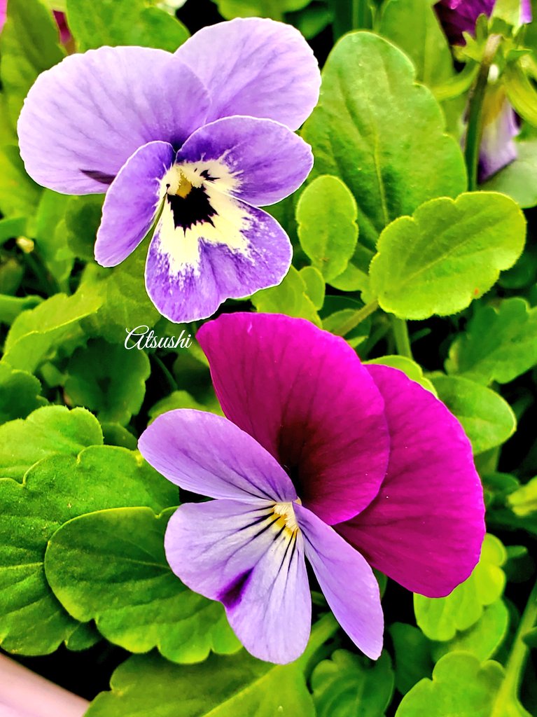 <a href="/christinedemar/">🌱Christine DeMarco</a> I'm glad you liked the Viola flowers 💜❤💚