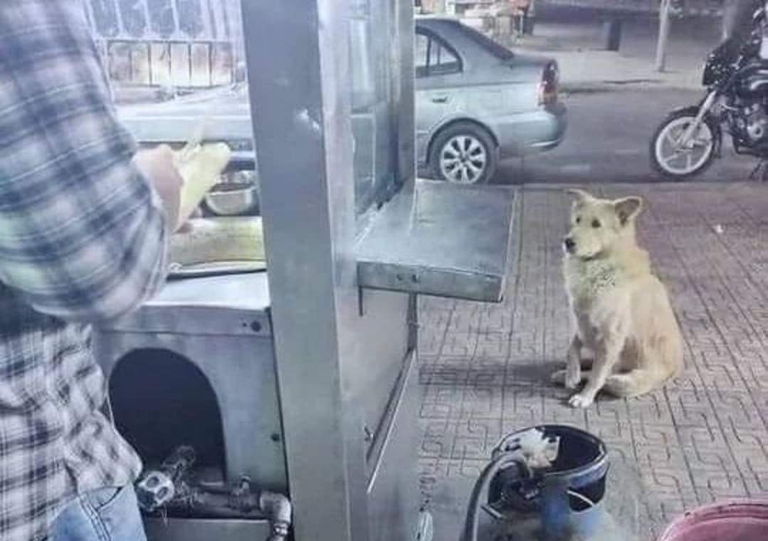 teamapla's tweet photo. Please feed the stray dogs. You are the only hope for them. 🙏

#Helpstraydogs #Adoptstraydogs #Feedstraydogs #Straydogs #dogsoftwitter #dogs #AdoptDontShop https://t.co/KOXPADBo3n