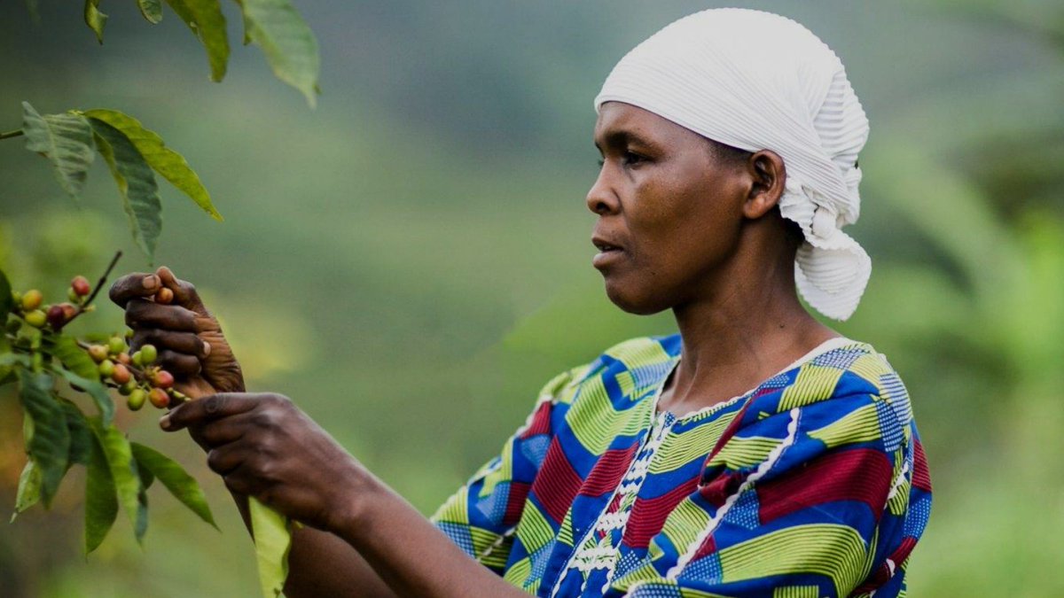 ITCDigitalTrade's tweet photo. We are working with #SheTrades on a pilot project to digitize the coffee supply chain in Rwanda through #blockchain💥☕️

We are trialling the Farmer Connect technology with Nova Coffee, a woman-owned coffee processor engaged with 2,880 local farmers!

👉https://t.co/nn0drZUVvQ https://t.co/vBAG4FzBu9