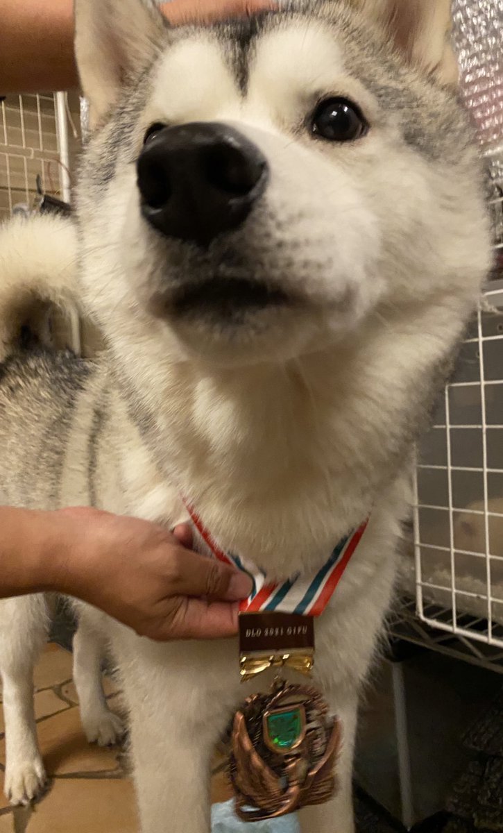 ハスキー&mix&ラブ❤︎わんこ🐕中心 時折猫🐈‍⬛とふくろう