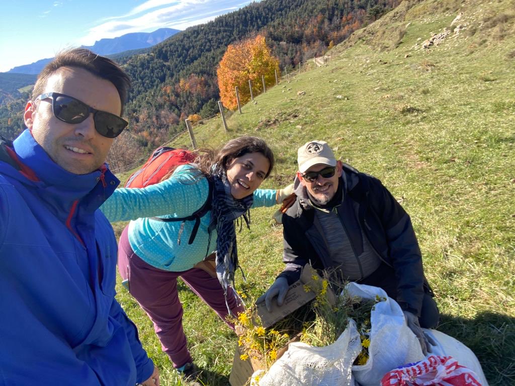 fundaciomiranda's tweet photo. Voluntariat Miranda contra els elements!! Retirada de seneci del cap, planta invasora que ja comença a transformar el paisatge del nostre país de manera preocupant. ⁦@mediambientcat⁩ #espèciesinvasores #catllaras #globalitzacio @VolAmbiental⁩ ⁦@Eolia_ESAD⁩ https://t.co/X58MfaJzIG