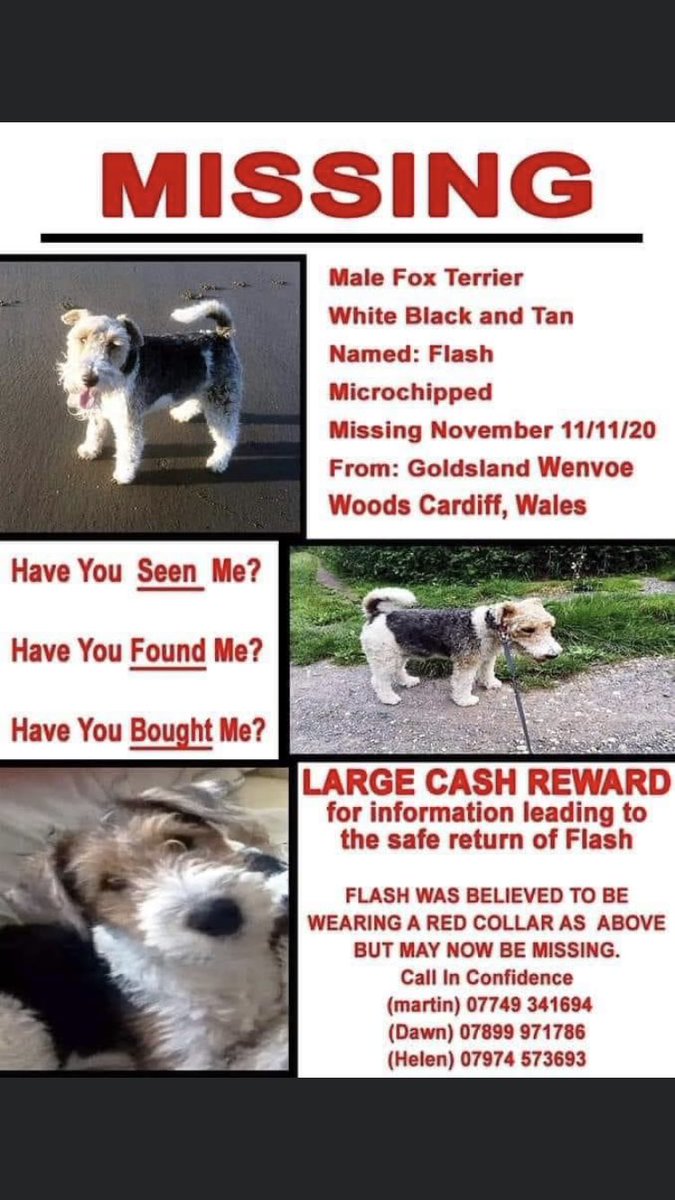 #helpfindflash Pls RT & look out for Flash 🙏 #Missing #Male #TriColour #FoxTerrier 11/11/20 #Wenvoe #Cardiff #CF5 #Wales #Chipped #Stolen #PetTheft Nearly one year #Stolen Help him Home 🙏 facebook.com/groups/1466899… doglost.co.uk/dog-blog.php?d…