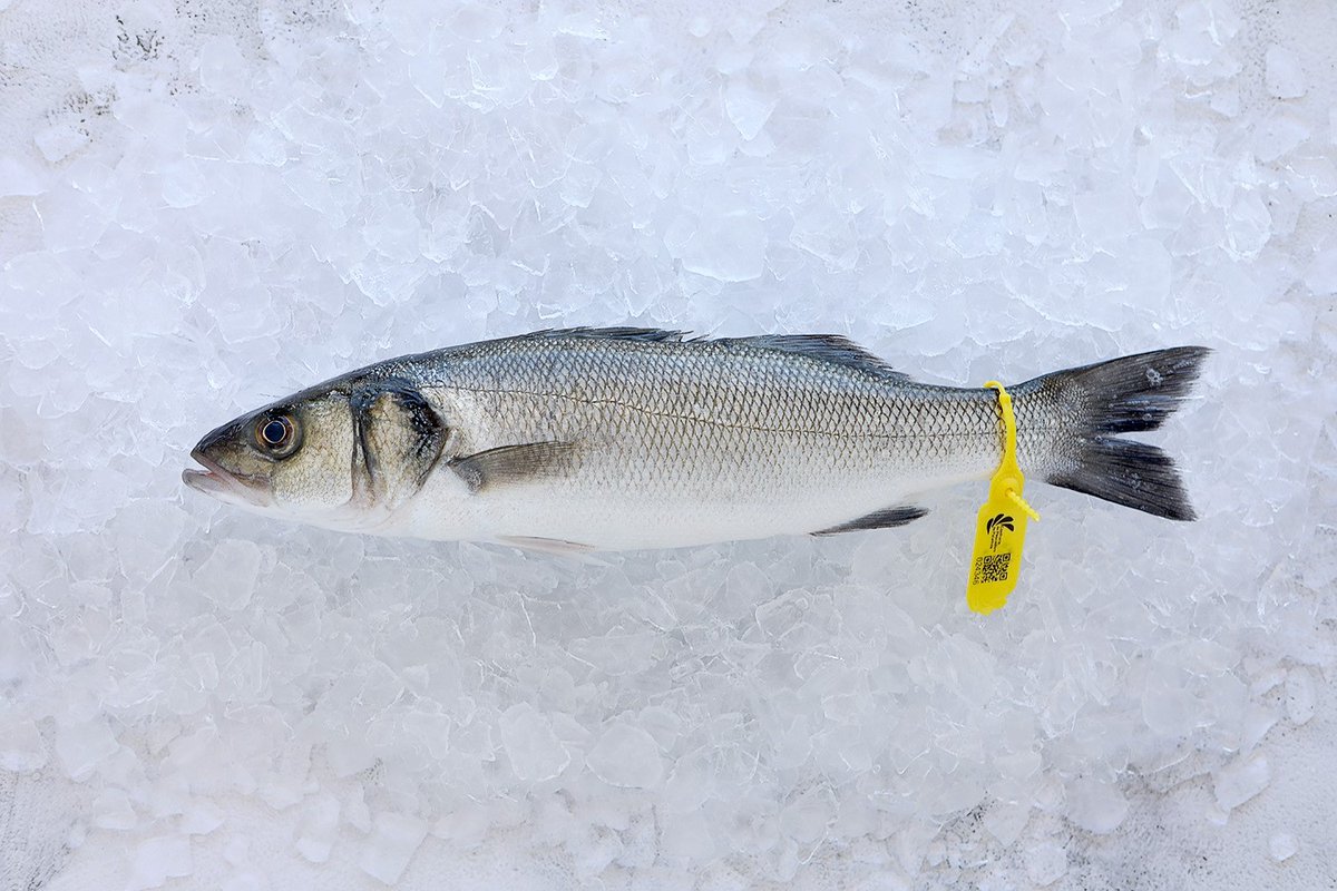 Confraria_P's tweet photo. Bon dilluns!! Quina recepta ens proposeu amb aquest llobarro?
Quan aneu a la peixateria, recordeu comprovar el codi QR que trobareu amb una brida a la cua de la captura per conèixer tota la traçabilitat de l'espècie pescada. #codiQR #peixdeproximitat #traçabilitat #espècies https://t.co/hNfFsf5eOi