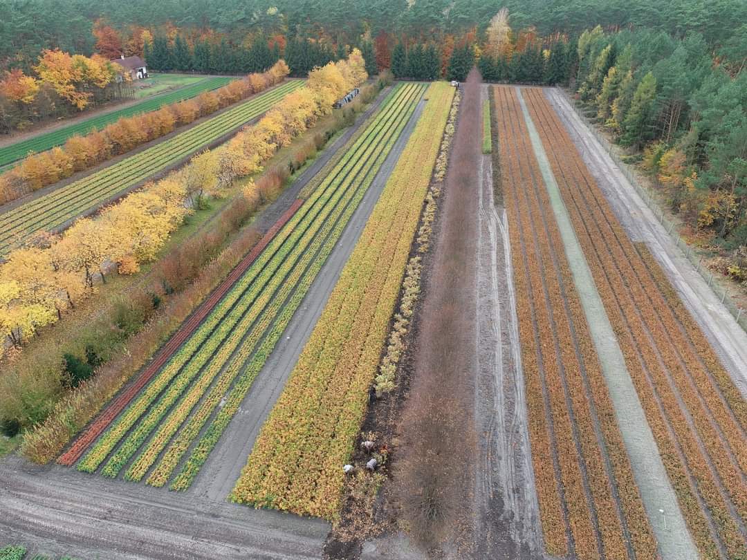 AniaStepien88's tweet photo. Wszystkie kolory jesieni w #SzkółkaLeśnaNowaWieś #NadleśnictwoSolecKujawski fot. M. Jasiak @LPanstwowe https://t.co/xpM4aVPNkt