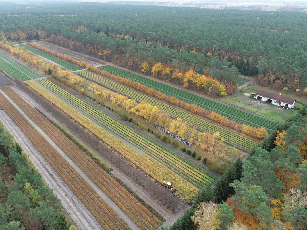 AniaStepien88's tweet photo. Wszystkie kolory jesieni w #SzkółkaLeśnaNowaWieś #NadleśnictwoSolecKujawski fot. M. Jasiak @LPanstwowe https://t.co/xpM4aVPNkt