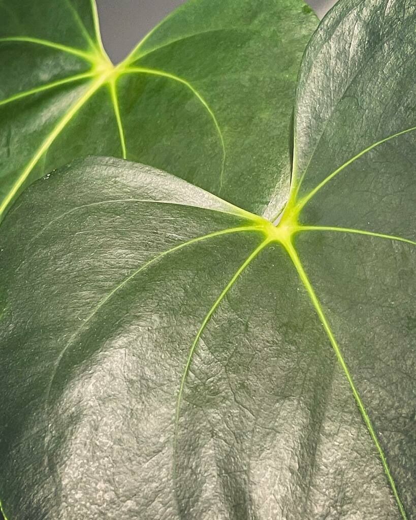 PrinciplePlant's tweet photo. I don’t see this plant shared much but it was one of my first anthuriums. It’s anthurium huixtlense and it’s neither velvety nor bullate. It’s almost got a philo heart shape vibe it I love this bright green understated veins.
#anthuriumhuixtlense #anthu… https://t.co/pyIkLRqCoN https://t.co/hTTB93vytq