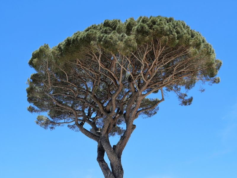 Podcast_bsg's tweet photo. Le Pin parasol est nommé ainsi car tel un parasol son ombre protège du soleil en région méditerranéenne. Il est aussi à l'origine de la production de pignons. Du pesto à la tombe de Georges Brassens en passant par Pinocchio, le pin à l'honneur dans Nomen. https://t.co/woT4pnVr5v https://t.co/8CkkZ8Vj1x
