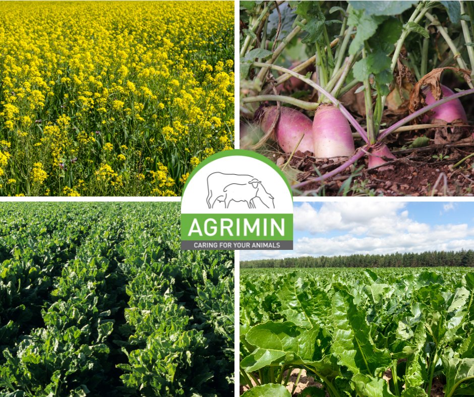 Autumn is here and it is time to start talking about winter feeding!
Many of the forage crops used for feeding outwintered stock contain high levels of goitrogens which can reduce the availability of iodine.
Iodine supplementation is required for optimum health & performance. https://t.co/nQdrMs12ta