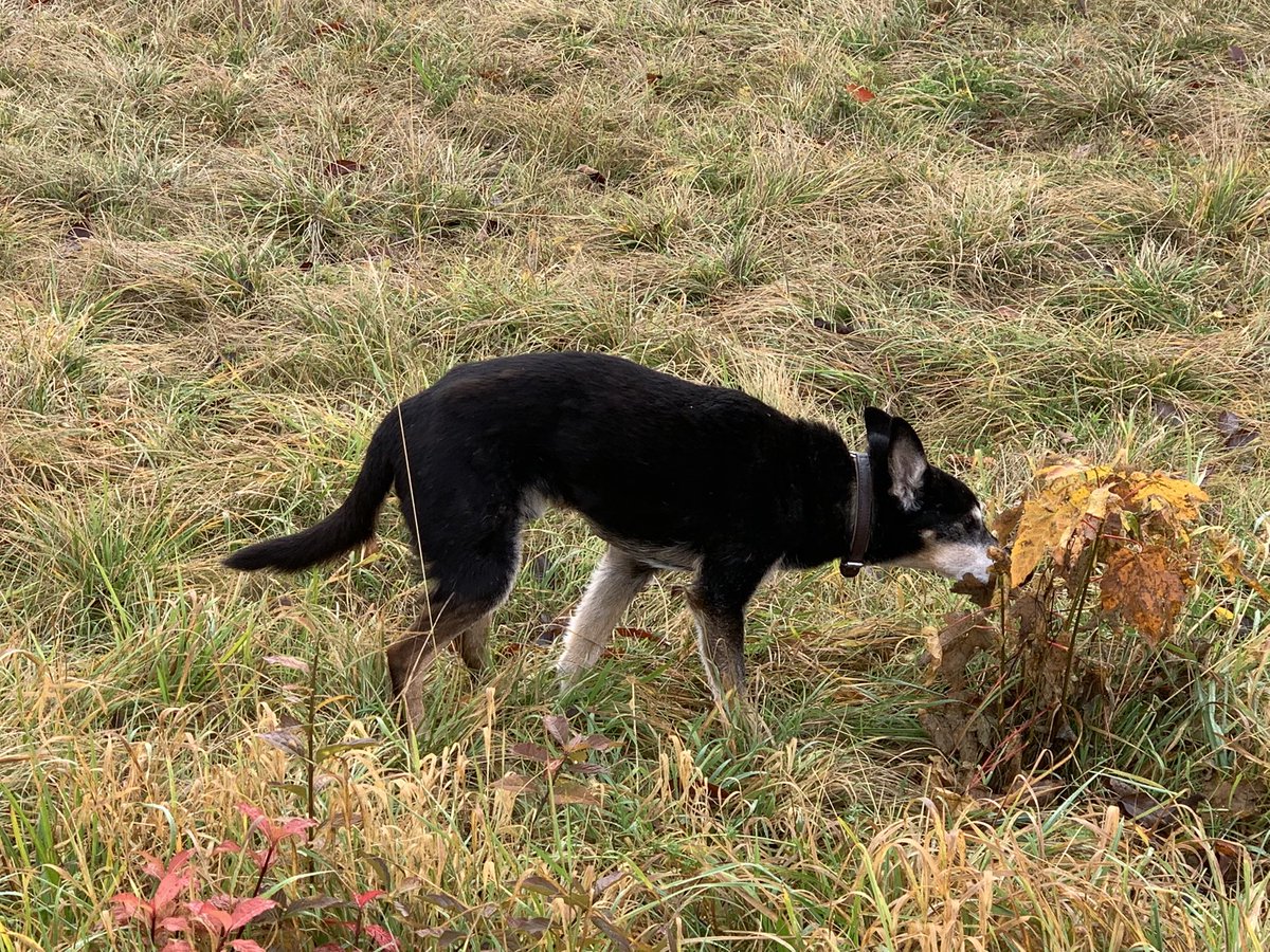 ElenorAvelle's tweet photo. Flauschigen Montag. Raus aus dem Nebel.
#ElenorsFellnasen #LukasCam #GrumpyOldDog #Terrier #TwitterRudel #DogContent https://t.co/JYjrkRE46G