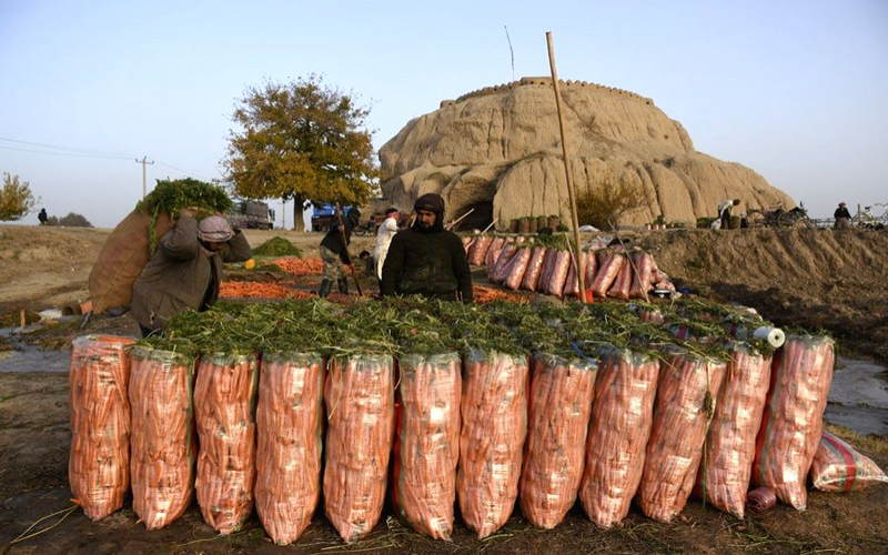 Waqtnewstv's tweet photo. افغانستان کے صوبہ بلخ میں گاجر کی کٹائی شروع
https://t.co/eJ8qE91tz4
#Afghanistan #Carrot #HarvestSeason #BalkhProvince #Afghans #CarrotField @mfa_afghanistan https://t.co/tpJHPucrbV