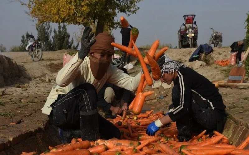 Waqtnewstv's tweet photo. افغانستان کے صوبہ بلخ میں گاجر کی کٹائی شروع
https://t.co/eJ8qE91tz4
#Afghanistan #Carrot #HarvestSeason #BalkhProvince #Afghans #CarrotField @mfa_afghanistan https://t.co/tpJHPucrbV