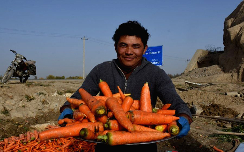 Waqtnewstv's tweet photo. افغانستان کے صوبہ بلخ میں گاجر کی کٹائی شروع
https://t.co/eJ8qE91tz4
#Afghanistan #Carrot #HarvestSeason #BalkhProvince #Afghans #CarrotField @mfa_afghanistan https://t.co/tpJHPucrbV