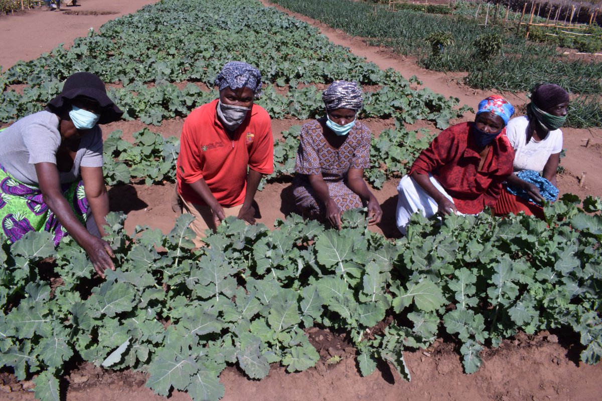 humanimpacthub's tweet photo. 1/1 A horticultural garden initiated and supported by Hand in Hand Zimbabwe in Lupane district is empowering rural entrepreneurs by weaning them off the dependency syndrome. https://t.co/11ifYINuVh