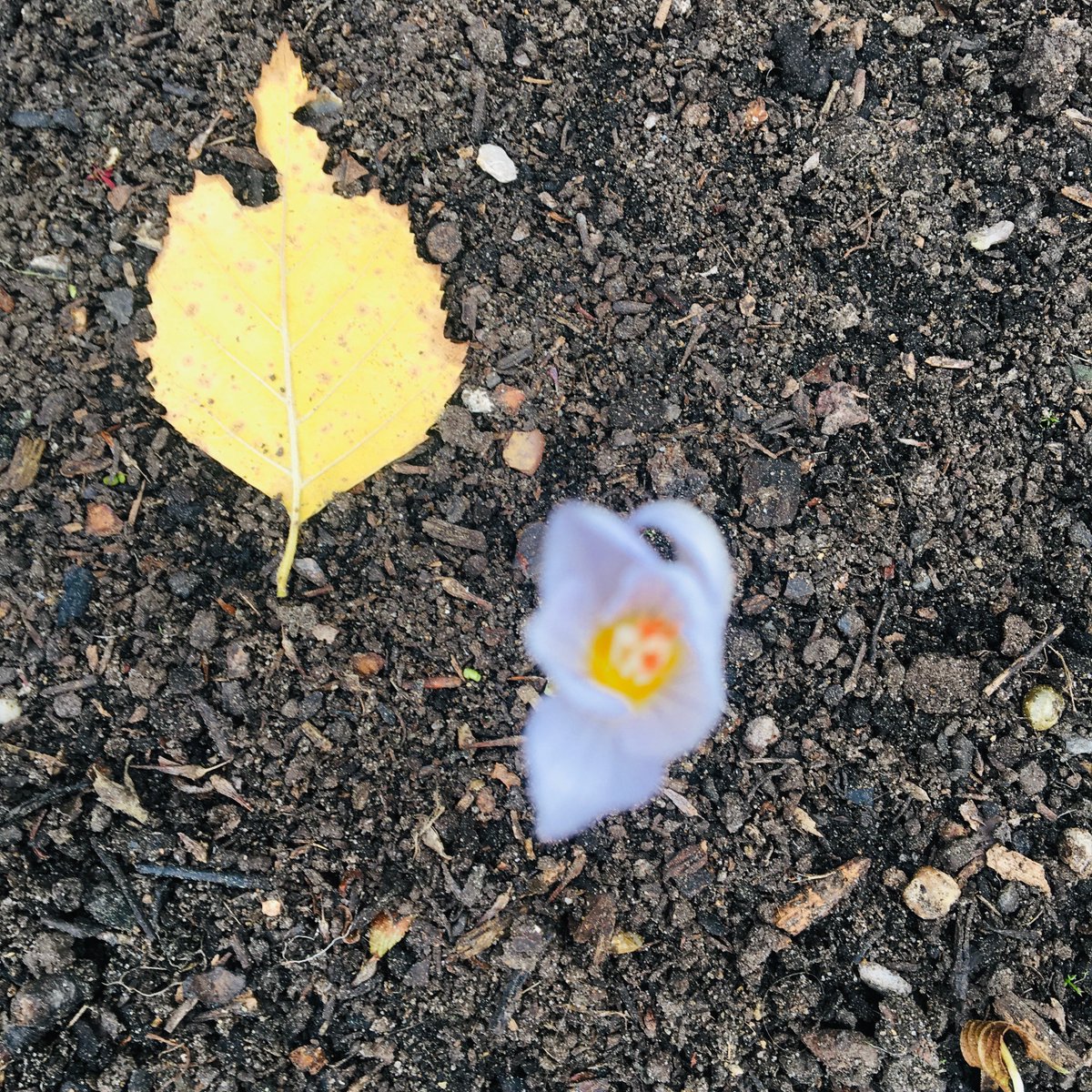 clairecollison1's tweet photo. Hey crocus, WHAT ARE YOU DOING? #BraveFlower #ColdOutside #WrongSeason @kewgardens https://t.co/sJdjhD3jYZ