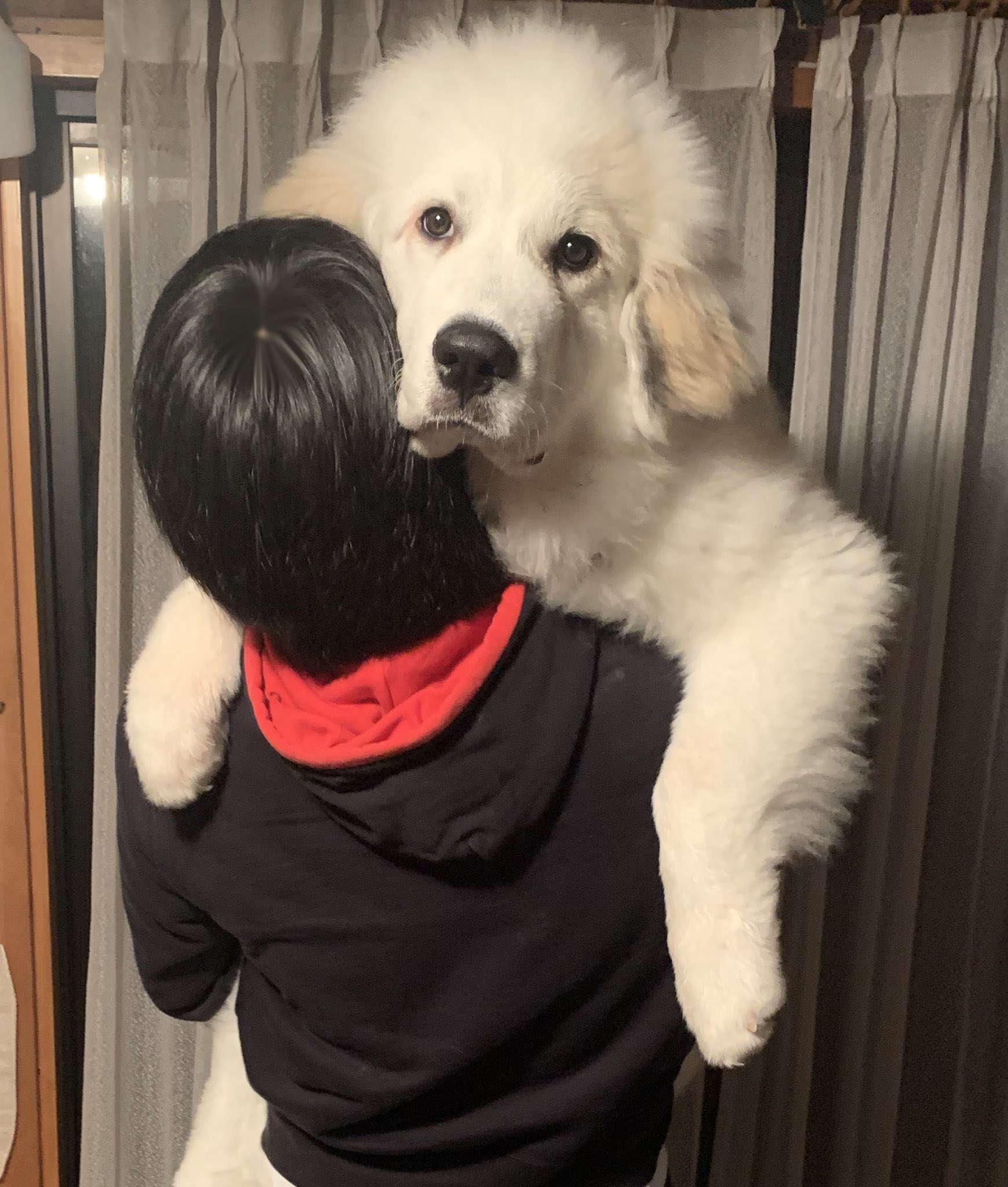 Kurothedragon Twitter Search Twitter