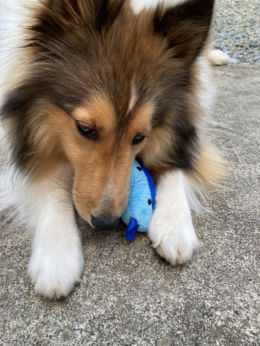 kbKe5yffkO2A8jS's tweet photo. 新しいおもちゃ❤️
カミカミ嬉しいね🐕✨♪
最近、食欲旺盛だと思ってたらいつの間にか１０ｋｇに😳
自転車のカゴにはいるかしら🤣
#シェルティ https://t.co/AbgtvcUwA7