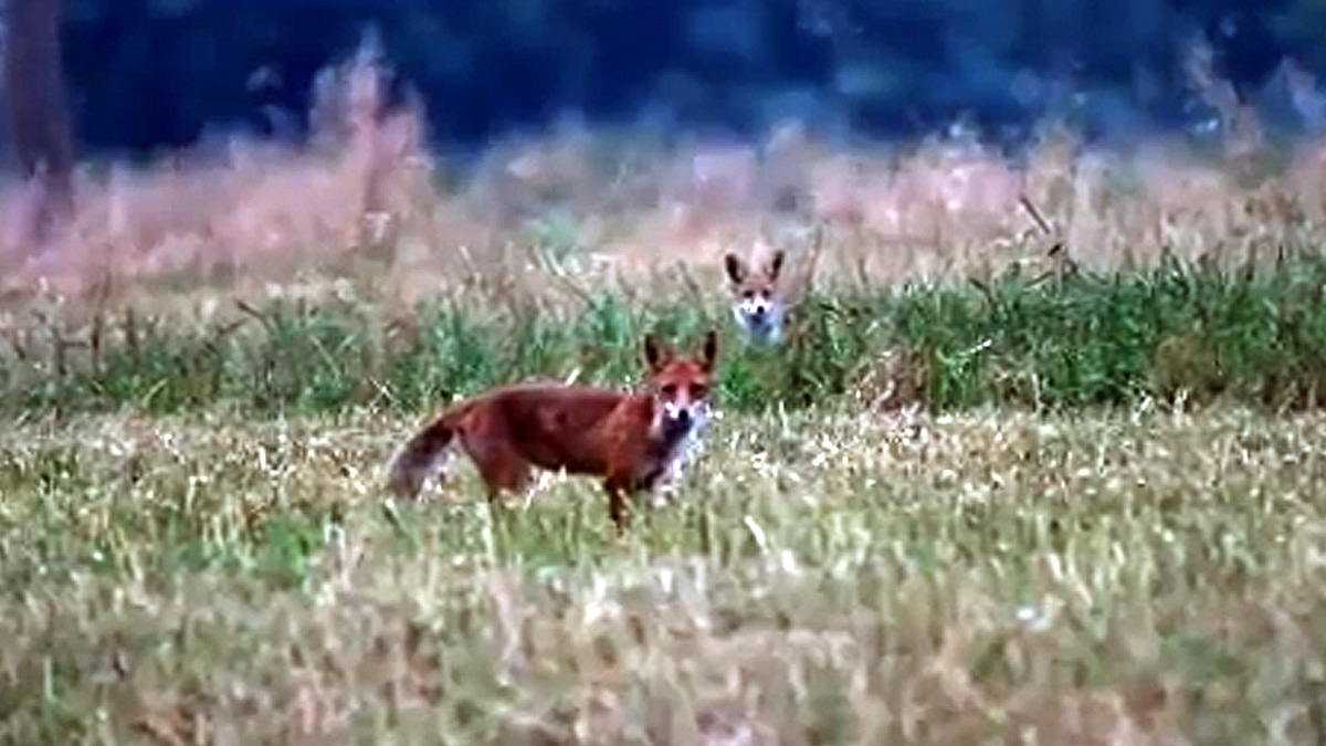 Así enseña una madre zorro a sus cachorros cómo cazar bit.ly/3oaIQAH | decaza.net