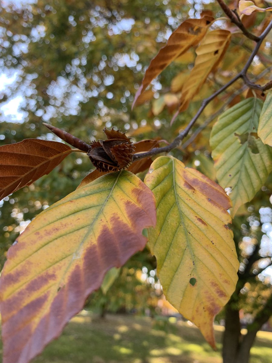 weekendswitwhit's tweet photo. autumn textures & colors #NaturePhotography #naturejournal #artinspo #natureshare #Autumnwatch #ohioparks https://t.co/yQyHeAlYZK