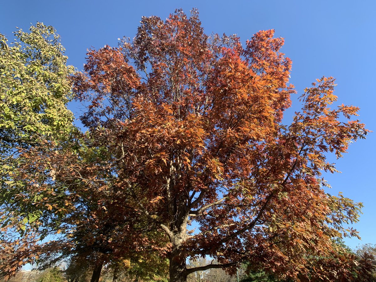 weekendswitwhit's tweet photo. autumn textures & colors #NaturePhotography #naturejournal #artinspo #natureshare #Autumnwatch #ohioparks https://t.co/yQyHeAlYZK