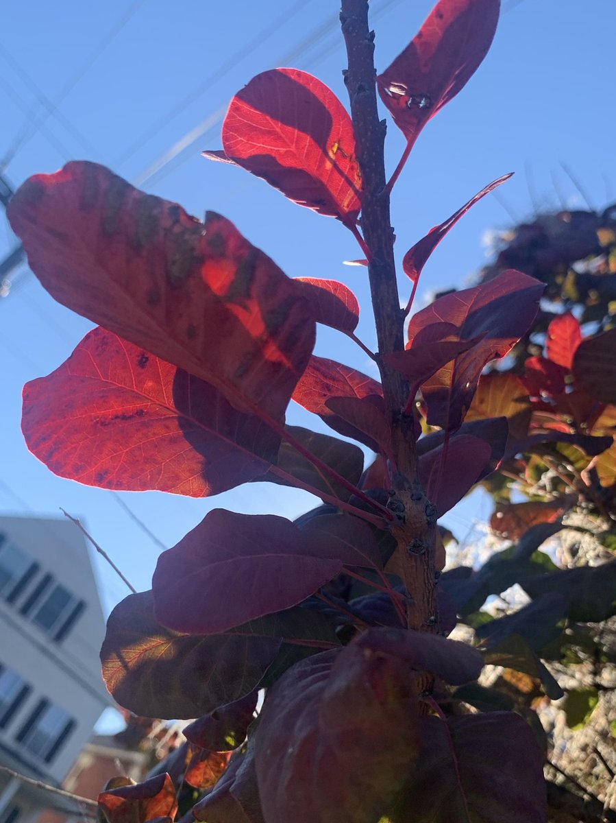 weekendswitwhit's tweet photo. autumn textures & colors #NaturePhotography #naturejournal #artinspo #natureshare #Autumnwatch #ohioparks https://t.co/yQyHeAlYZK