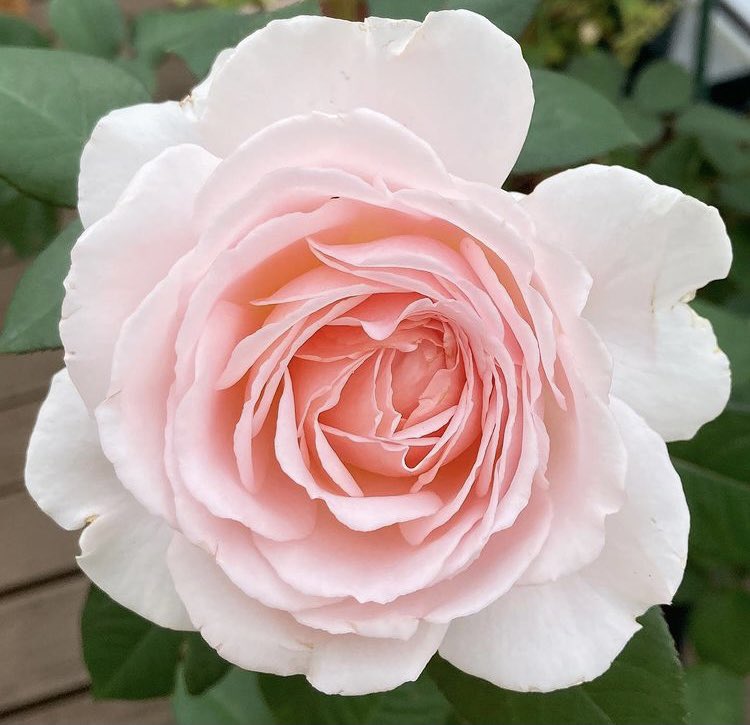 メルヘンツァウバー Twitter Search Twitter