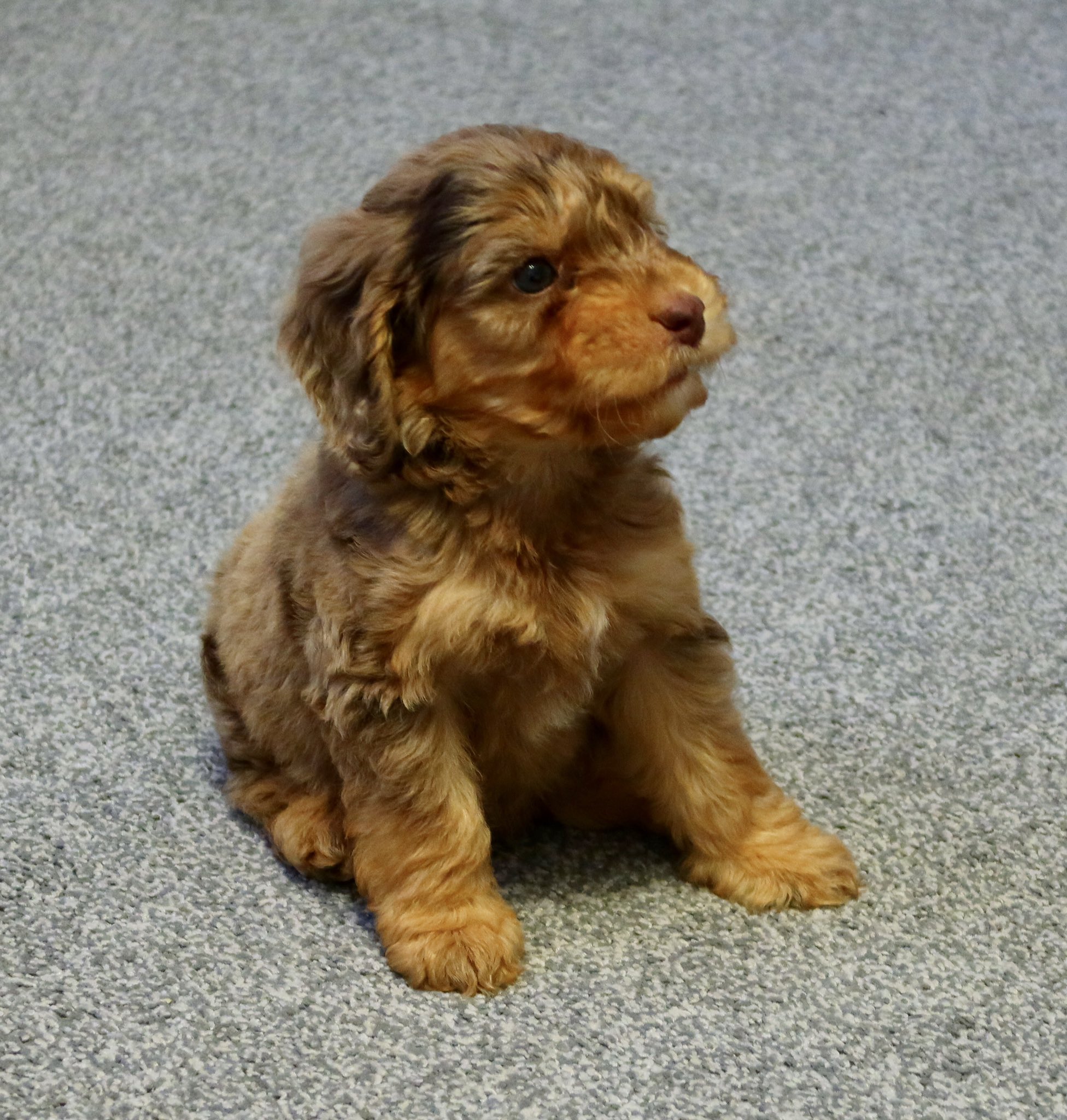 Labradoodle newcastle 2025