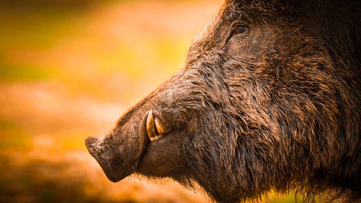 Herido grave un cazador tras ser atacado por un jabalí en Pontevedra bit.ly/3H3nE8H | decaza.net