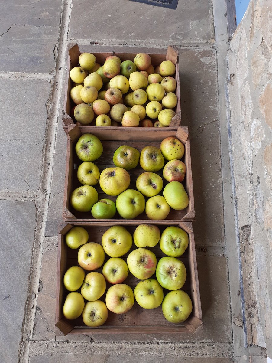 St Benedict's Centre (@stbenedictsctr) on Twitter photo Lovely eating and cooking apples from the sisters.  Help yourself if you are visiting St Benedict's centre.  <a href="/SeeOfRochester/">@SeeOfRochester</a> <a href="/RochesterLearn/">RochesterLearning</a> Lovely eating and cooking apples from the sisters.  Help yourself if you are visiting St Benedict's centre.  <a href="/SeeOfRochester/">@SeeOfRochester</a> <a href="/RochesterLearn/">RochesterLearning</a>