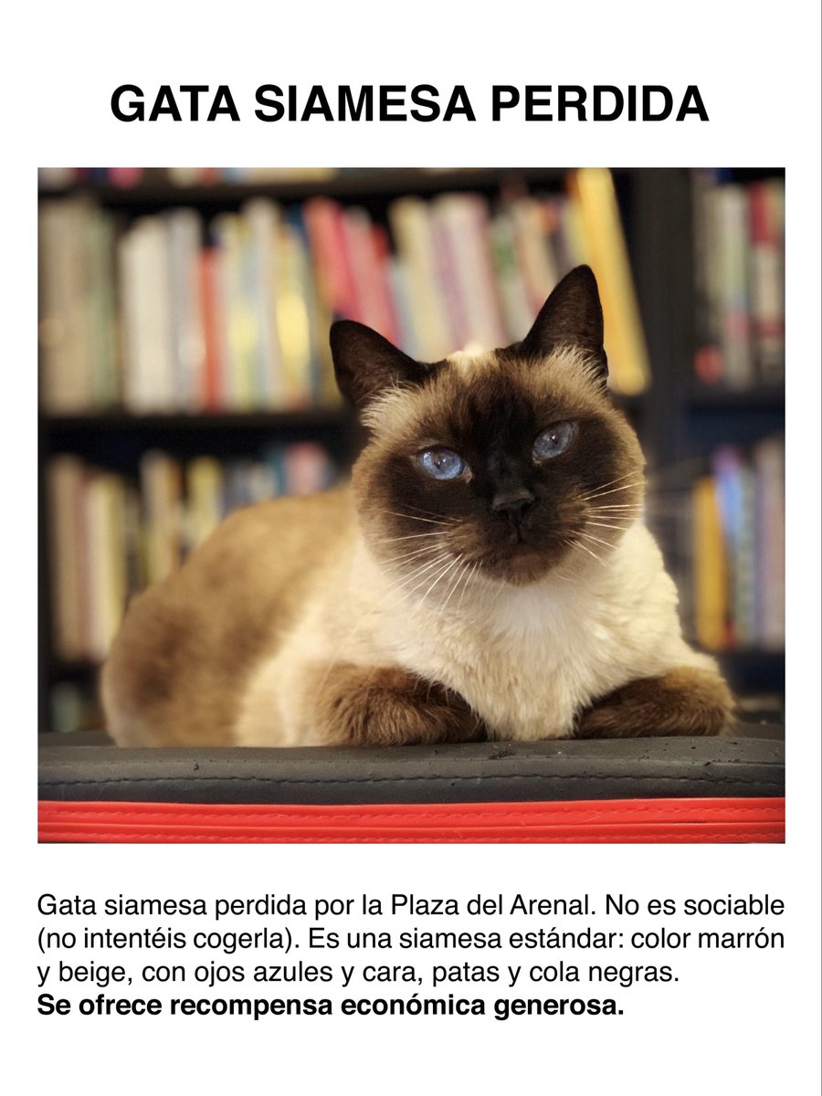 Gata siamesa perdida. Zona centro de Jerez (Plaza del Arenal). Solo es sociable conmigo y estará muerta de miedo. Tiene microchip pero no collar. Muchísimas gracias por la ayuda, de corazón. Misty es mi familia y no vamos a parar hasta encontrarla.