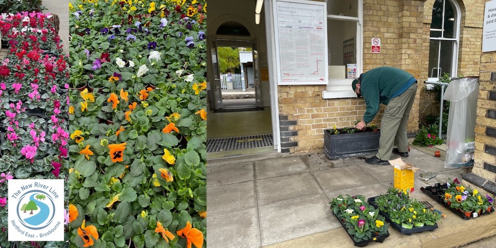 CrpNew's tweet photo. A good start to the week, a trip to a local garden centre with Robin our station adopter at St Margarets using his vouchers from @greateranglia to fill our planters with winter colour. @CommunityRail #localpride #winterpots https://t.co/tmiZyxQYbS