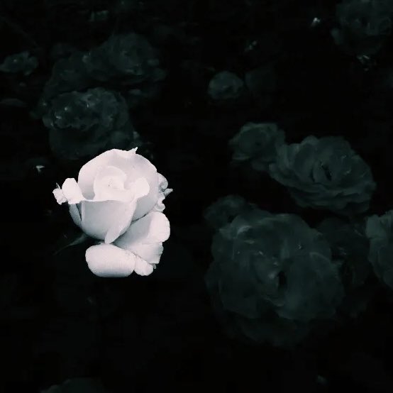 木村拓哉广州分哉on Twitter 枯萎的白玫瑰代表至死不渝的爱一枝独秀的白玫瑰就是我对你赤诚的求爱https T Co Zljwiizrdw Twitter