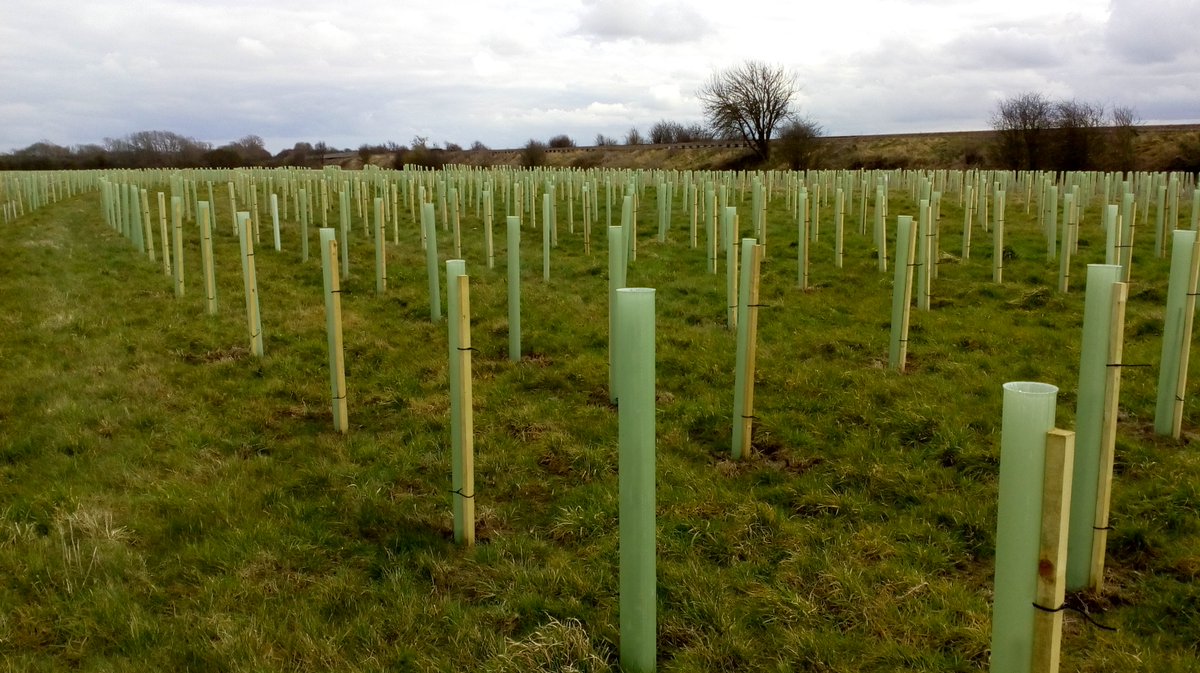 ChilworthP's tweet photo. Here are some photos of the 100 trees we've recently planted as part of our #CarbonNegative accreditation for 2021 by @SQSTR.  As part of our Carbon Negative commitment, we also plan to plant one tree for every candidate we place! 🌳
#accounting #finance #recruiting #Southampton https://t.co/3kSnQKujDj