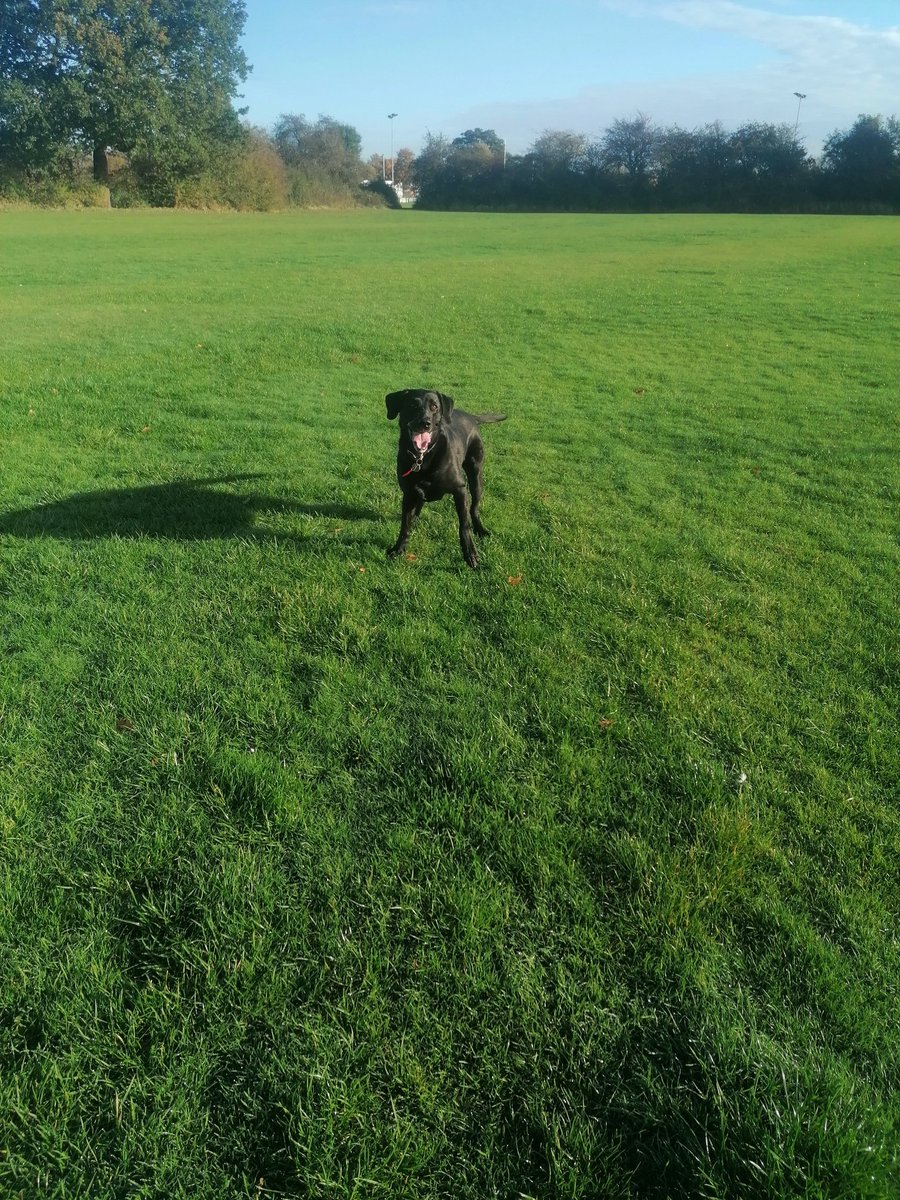 marathondogs's tweet photo. Lovely morning for Suzy's walk and she sprints across the field after the ball. ⚽🐕

https://t.co/x3FzJMFnOM

#marathondogs #dogwalking #dogwalker #Labrador #gorgeaous #monday https://t.co/I6vUErzkwO