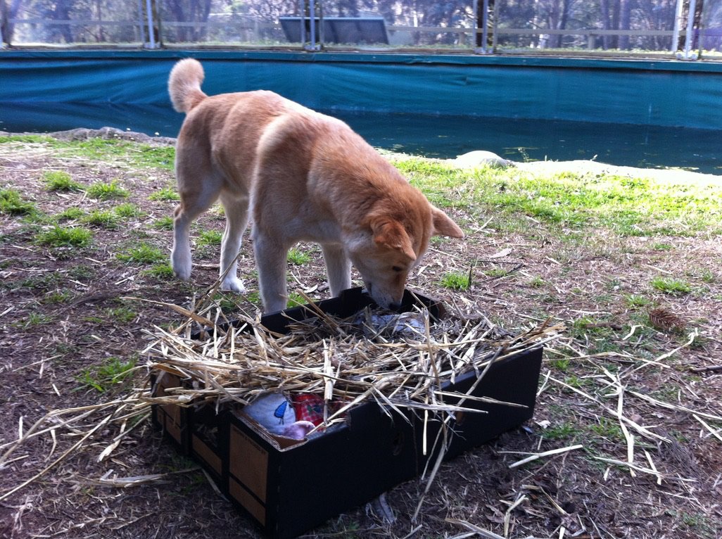 zoophilosophy's tweet photo. Zookeepers are often told to use 'naturalistic' enrichment to improve visitor experience, but this study found visitors respond more to the behaviour elicited by the enrichment than its appearance - we should focus on what enrichment does, not how it looks
https://t.co/OX0sbQxIOW https://t.co/1XLvzfjc5Y