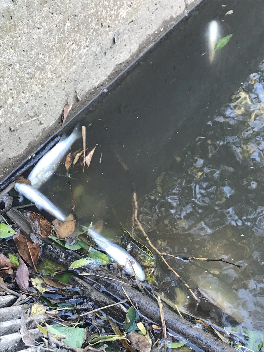 foockinho's tweet photo. Hoy,  peces muertos en el canal de #calafou. Hace 1 par de días q el río #Anoia tiene un olor + fuerte de lo habitual. Hay problemas c/ la depuradora q hay entre #capellades y #vallbonadanoia ?

@infoanoia @anoiadiari @cupanoia @imvectech @ajigualada @ajmontbui @AjdeCapellades https://t.co/zQPVReNPgc