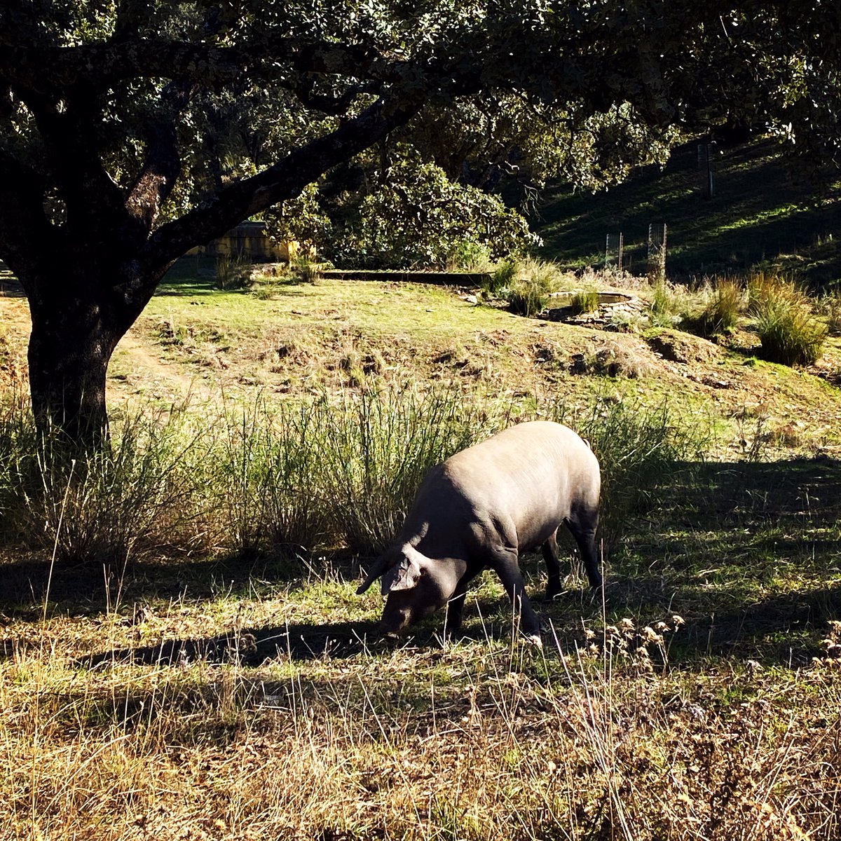 Después de los pasados días de lluvia, ya empieza a verdear, con el sonido típico de las bellotas cayendo de las encinas y alcornoques, y ellos, los reyes de la dehesa, pastando a sus anchas y disfrutando de esta época de Montanera que es, sin duda, la más bonita y disfrutable!
