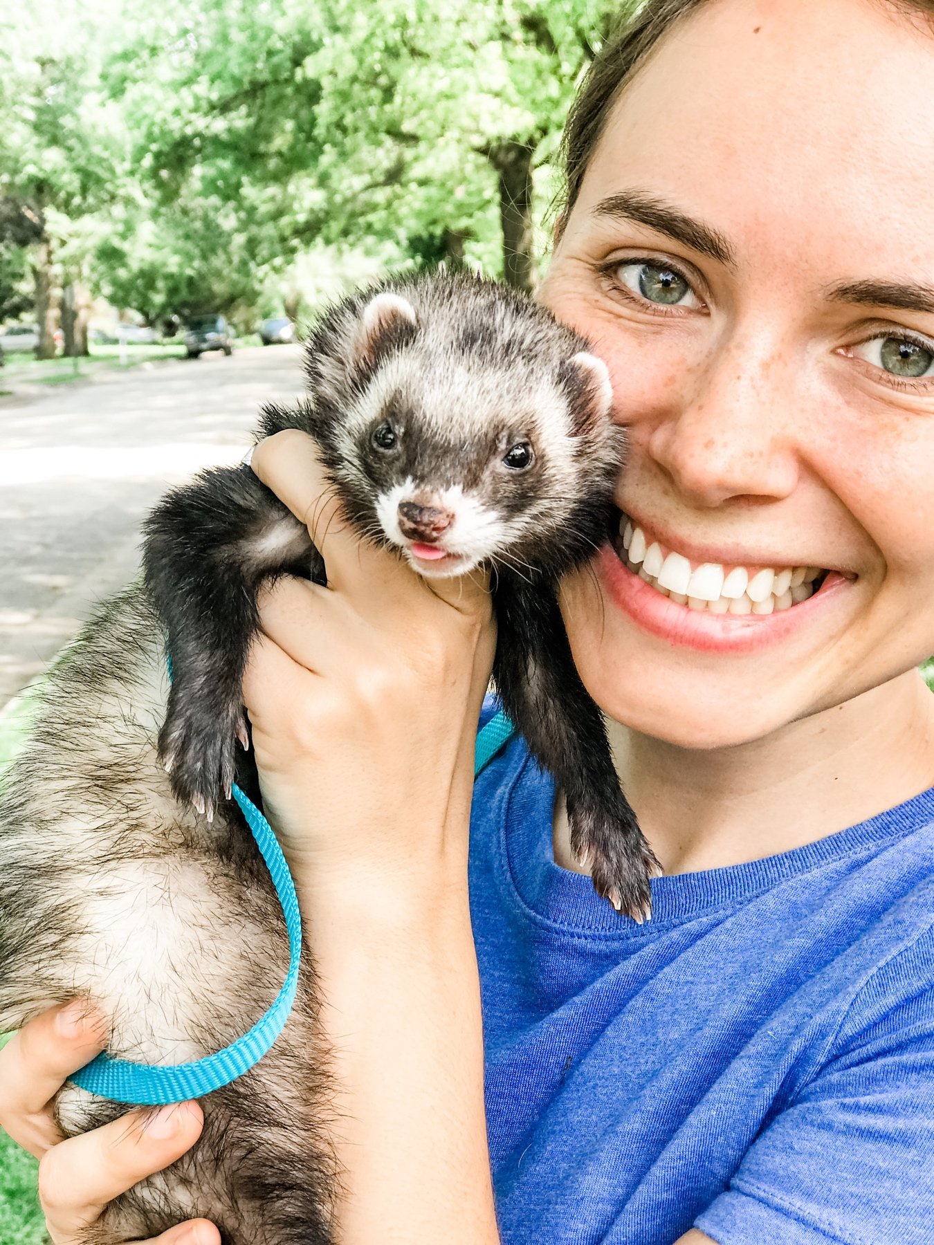 Ferret around on sale